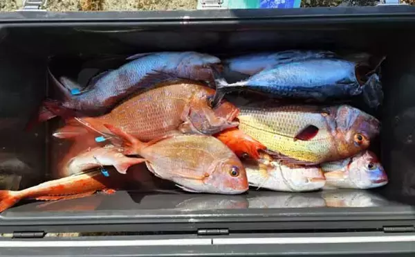 「タテ釣り調査でマダイにブリに根魚が次々ヒット！【船釣り最新情報9選・三重】」の画像