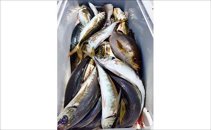 タテ釣り調査でマダイにブリに根魚が次々ヒット！【船釣り最新情報9選・三重】