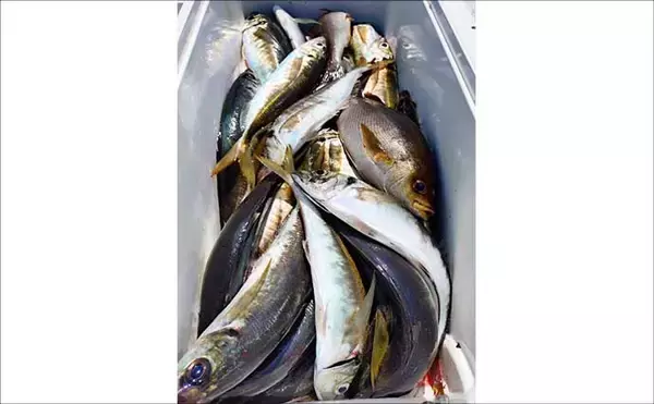 「タテ釣り調査でマダイにブリに根魚が次々ヒット！【船釣り最新情報9選・三重】」の画像