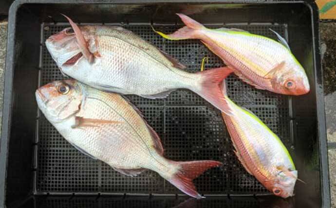 タテ釣り調査でマダイにブリに根魚が次々ヒット！【船釣り最新情報9選・三重】