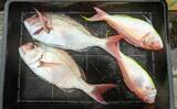 「タテ釣り調査でマダイにブリに根魚が次々ヒット！【船釣り最新情報9選・三重】」の画像9