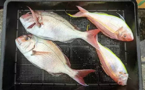 「タテ釣り調査でマダイにブリに根魚が次々ヒット！【船釣り最新情報9選・三重】」の画像