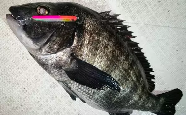 夜のボートジギングで50cm超え「年無し」チヌを全員安打と爆釣！【三重】SLJスタイルで挑戦