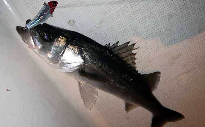 夜のボートジギングで50cm超え「年無し」チヌを全員安打と爆釣！【三重】SLJスタイルで挑戦