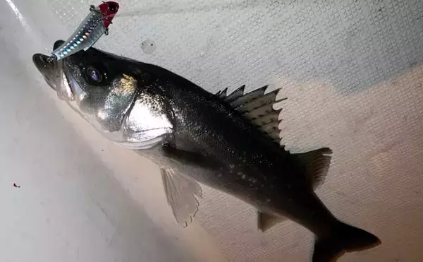 「夜のボートジギングで50cm超え「年無し」チヌを全員安打と爆釣！【三重】SLJスタイルで挑戦」の画像