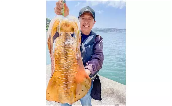「崎戸大島のエギングで2.6kgアオリイカ手中【長崎】濁り潮に強いカラーが的中」の画像