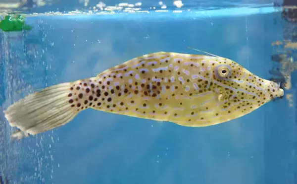 要注意！＜食べると危険なサカナたち＞　魚が持つ毒にはどんなものがある？