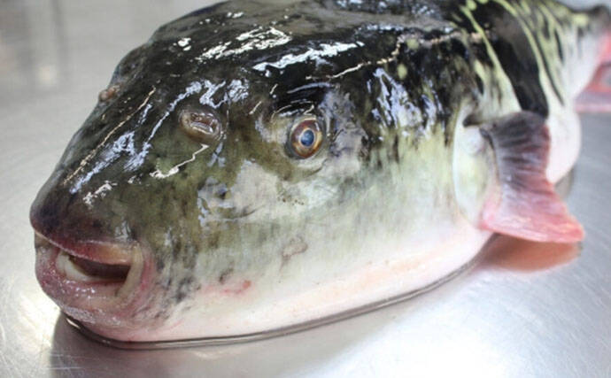 要注意！＜食べると危険なサカナたち＞　魚が持つ毒にはどんなものがある？