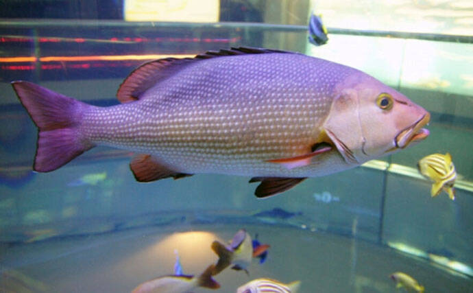 要注意！＜食べると危険なサカナたち＞　魚が持つ毒にはどんなものがある？