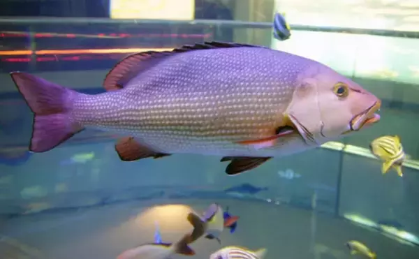 「要注意！＜食べると危険なサカナたち＞　魚が持つ毒にはどんなものがある？」の画像