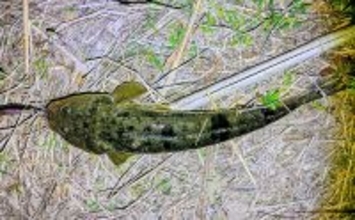 内房河川のシーバスゲームでまさかの良型マゴチをキャッチ！【千葉】本命は不発　