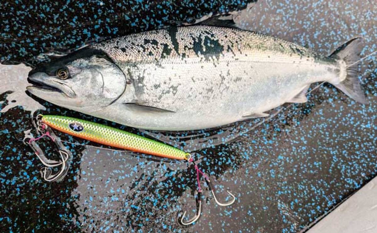サクラマスジギング釣果レポート：オホーツクエリアで50cm頭に 