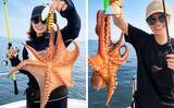 「エギタコ釣りで船中マダコ50匹超え！数釣りのチャンス到来【沖のルアー釣果速報12選・愛知・三重】」の画像2