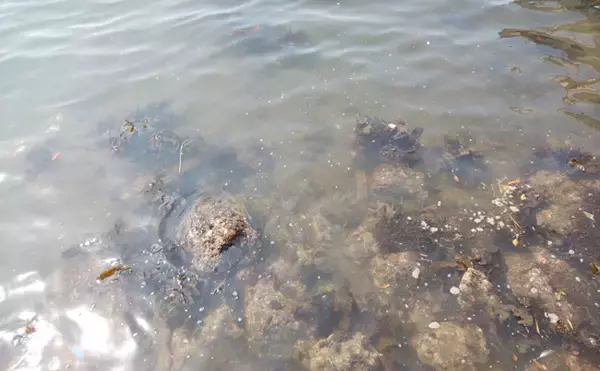 「世界最大の『海藻の塊（流れ藻）』がアメリカに接近中　長さはなんと8000km」の画像