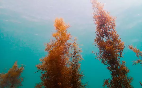 「世界最大の『海藻の塊（流れ藻）』がアメリカに接近中　長さはなんと8000km」の画像