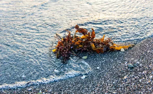 「世界最大の『海藻の塊（流れ藻）』がアメリカに接近中　長さはなんと8000km」の画像