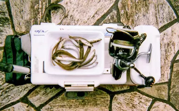 清水港での投げキス釣りで小型中心もシロギス30尾【静岡】ちょい投げでOK