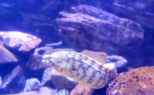 「水族館飼育員がよく受ける質問３選　「この魚食べられる？」は不謹慎ではない」の画像