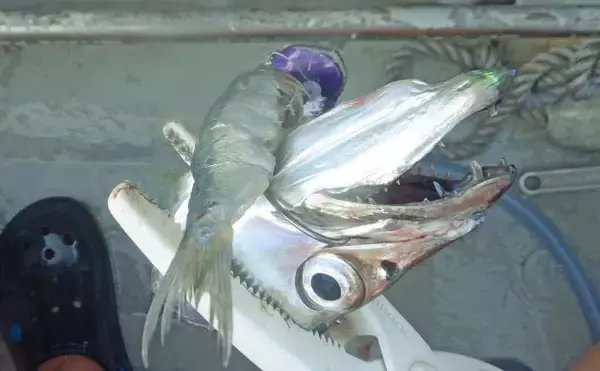 「初めてのテンヤタチウオ釣りで指6本級ドラゴン手中【三重・第八幸丸】掛け損ね連発に悶絶」の画像