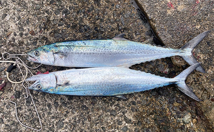 ブレードジグと通常メタルジグを徹底比較　サワラ（サゴシ）が釣れるのはどっち？