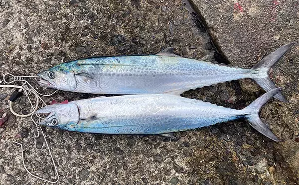 「ブレードジグと通常メタルジグを徹底比較　サワラ（サゴシ）が釣れるのはどっち？」の画像