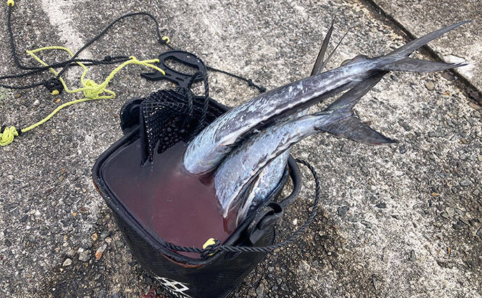 ブレードジグと通常メタルジグを徹底比較　サワラ（サゴシ）が釣れるのはどっち？