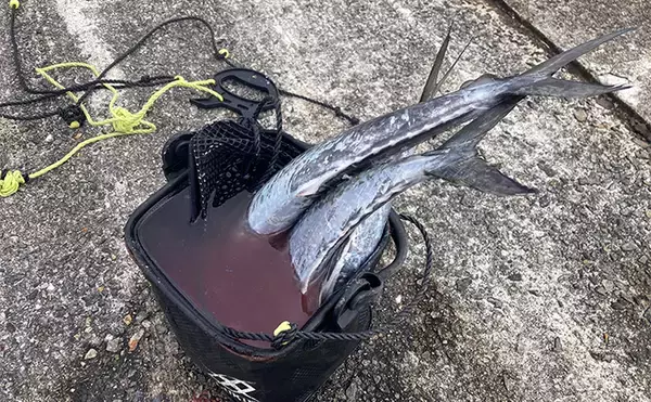 「ブレードジグと通常メタルジグを徹底比較　サワラ（サゴシ）が釣れるのはどっち？」の画像