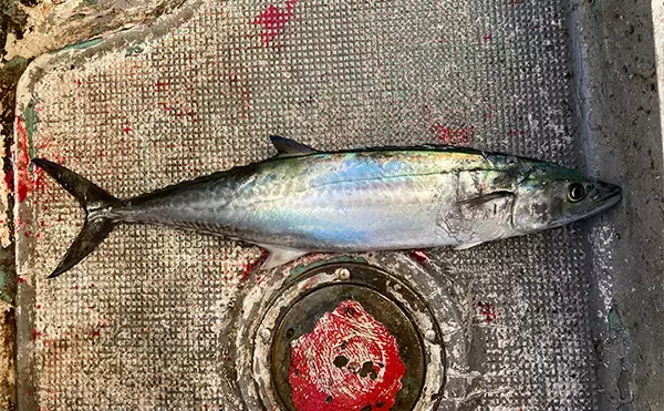 「ブレードジグと通常メタルジグを徹底比較　サワラ（サゴシ）が釣れるのはどっち？」の画像