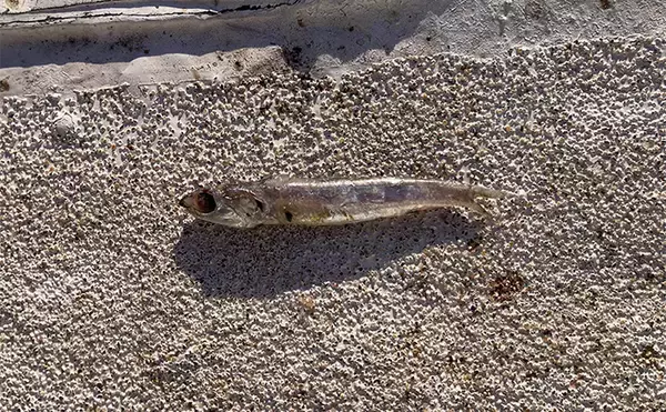 「ブレードジグと通常メタルジグを徹底比較　サワラ（サゴシ）が釣れるのはどっち？」の画像