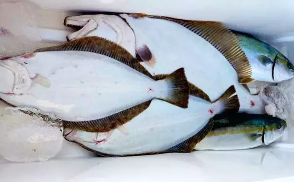 「【沖釣り釣果速報】ガツンと本命ヒット！　鳥羽沖のカットウ釣りで良型トラフグを好捕（三重）」の画像