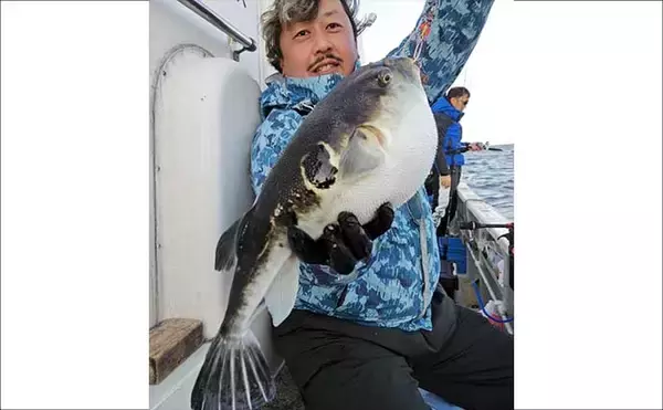 「【沖釣り釣果速報】ガツンと本命ヒット！　鳥羽沖のカットウ釣りで良型トラフグを好捕（三重）」の画像