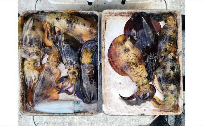 【沖釣り釣果速報】全員1kgアップ達成！ティップランで良型アオリイカ船中11匹（三重）