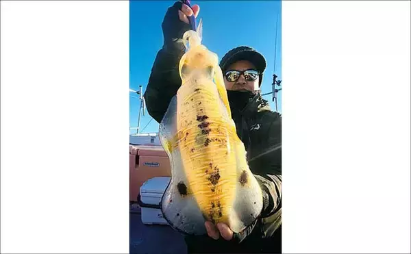 「【沖釣り釣果速報】全員1kgアップ達成！ティップランで良型アオリイカ船中11匹（三重）」の画像