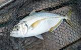 「海上釣り堀で美味魚「シマアジ」に挑戦【貞丸・三重】本命5匹にマダイ7匹を好捕！」の画像3