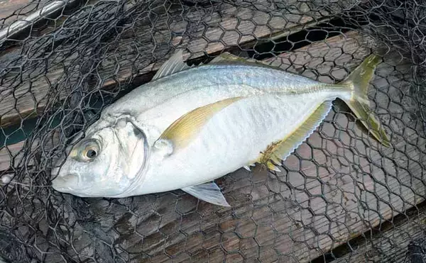 「海上釣り堀で美味魚「シマアジ」に挑戦【貞丸・三重】本命5匹にマダイ7匹を好捕！」の画像