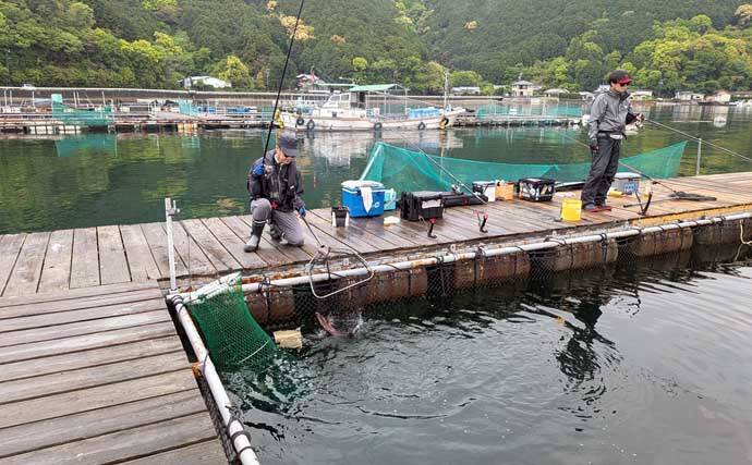 海上釣り堀で美味魚「シマアジ」に挑戦【貞丸・三重】本命5匹にマダイ7匹を好捕！