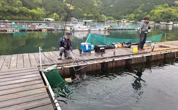 「海上釣り堀で美味魚「シマアジ」に挑戦【貞丸・三重】本命5匹にマダイ7匹を好捕！」の画像