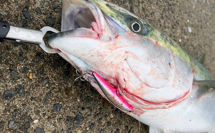 『大阪南港魚つり園』釣果レポート　青物は不調もエギタコ釣りで新子タコ登場！