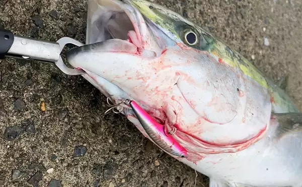 「『大阪南港魚つり園』釣果レポート　青物は不調もエギタコ釣りで新子タコ登場！」の画像