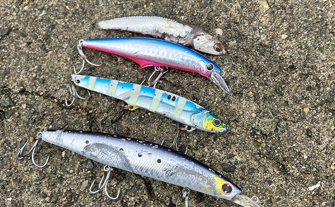『大阪南港魚つり園』釣果レポート　青物は不調もエギタコ釣りで新子タコ登場！