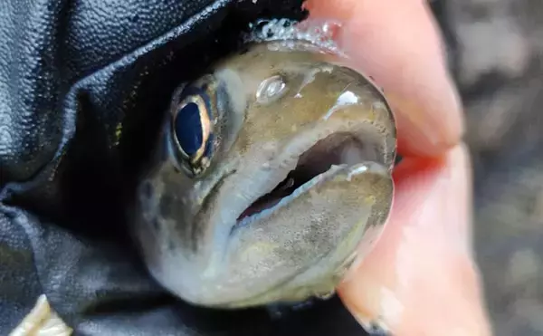 渓流釣りの【餌別アワセのタイミング】を徹底解説　フッキング率向上の鍵は流し方にあり