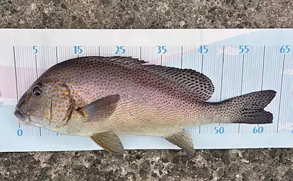 「「思わぬ大物がヒット！」メジナ狙いのフカセ釣りで64.5cmのコロダイ降臨【西伊豆・仁科漁港】」の画像