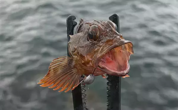 「釣りの「めっちゃ痛い！」思い出　深夜に消波ブロックへ落下して奇跡の生還」の画像