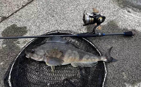 ロックゲームタックル流用で手軽に釣れる！防波堤からルアーで狙うホッケ釣り【初心者も始めやすい】