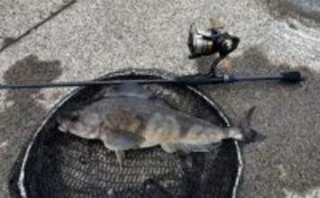 ロックゲームタックル流用で手軽に釣れる！防波堤からルアーで狙うホッケ釣り【初心者も始めやすい】