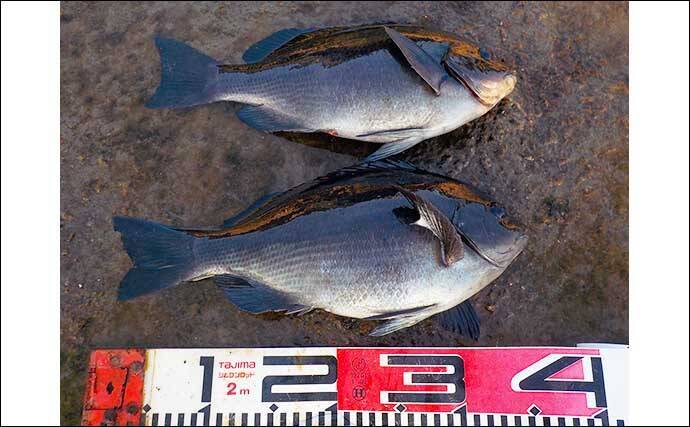 城ヶ島の地磯でフカセ釣り堪能　夕マヅメに35cm級メジナが連発