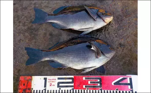 「城ヶ島の地磯でフカセ釣り堪能　夕マヅメに35cm級メジナが連発」の画像