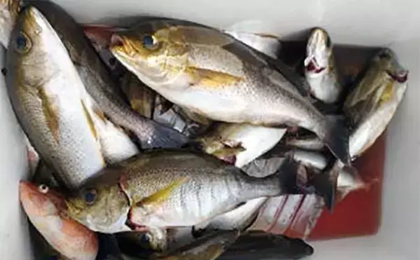 「【釣果速報】ルアーマゴチ便で船中全員安打！ワインド釣法が有効（三重）」の画像