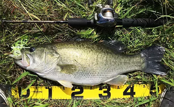 「あたり前に使ってるけど意外と知らない【SICリングのメリット・デメリット】」の画像