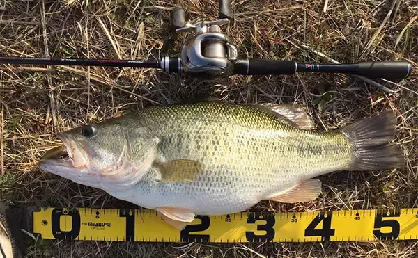 「あたり前に使ってるけど意外と知らない【SICリングのメリット・デメリット】」の画像